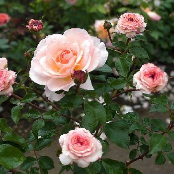 Роза шраб (парковая) ‘Schloss Eutin’
